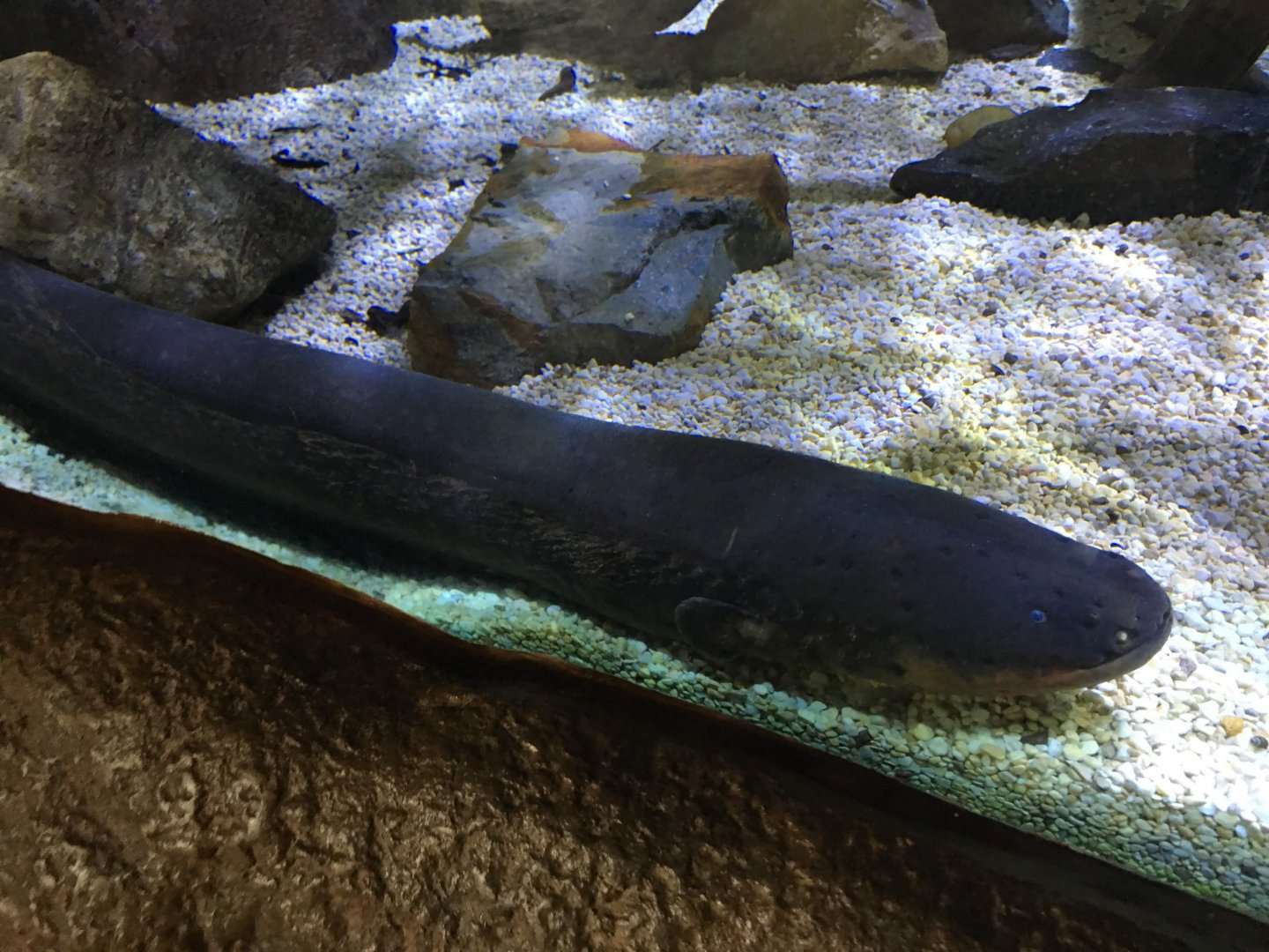 Electric Eel