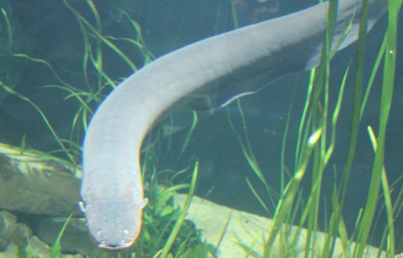 Electric eel