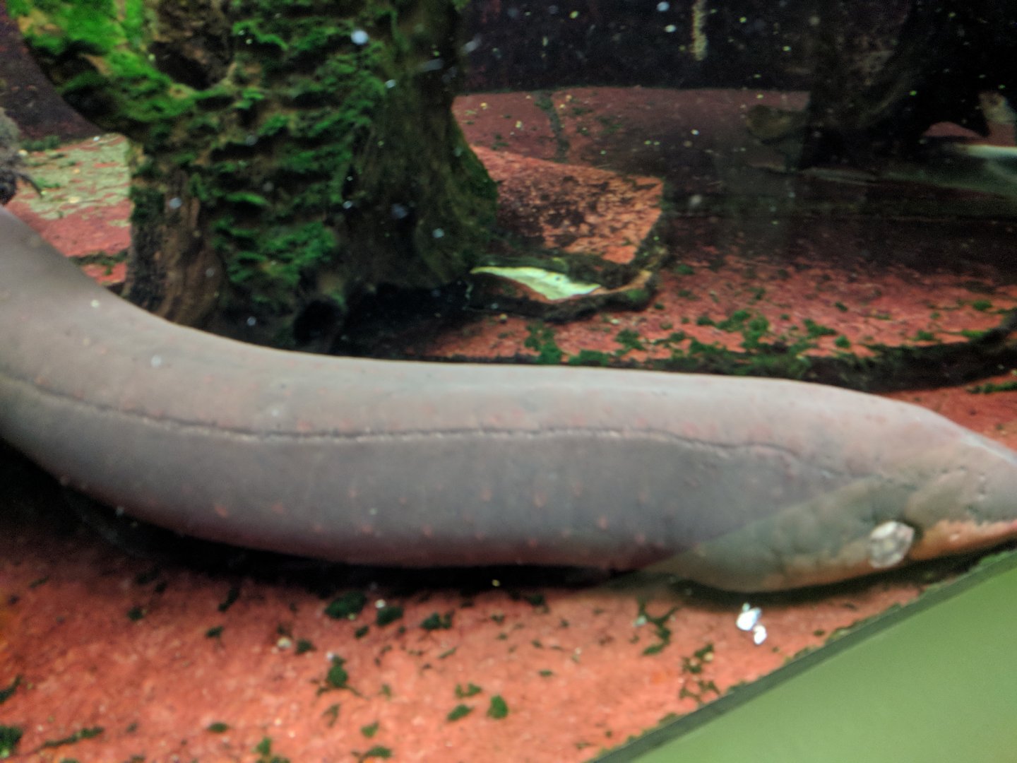 Electric Eel