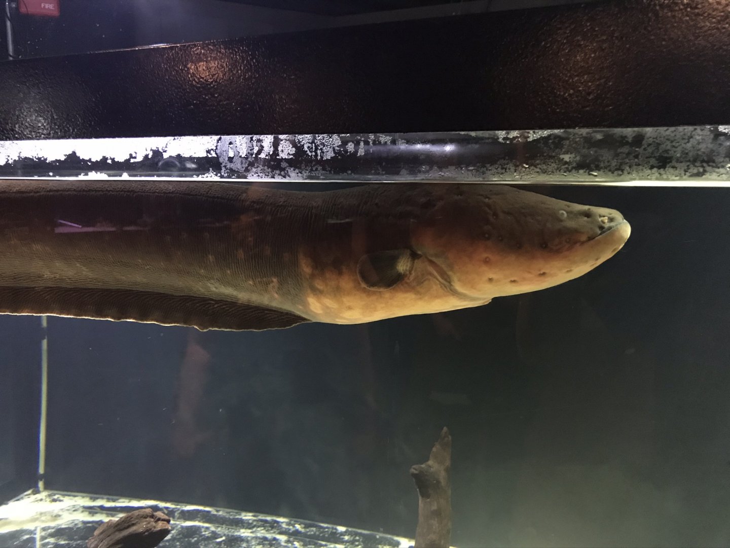 Electric Eel