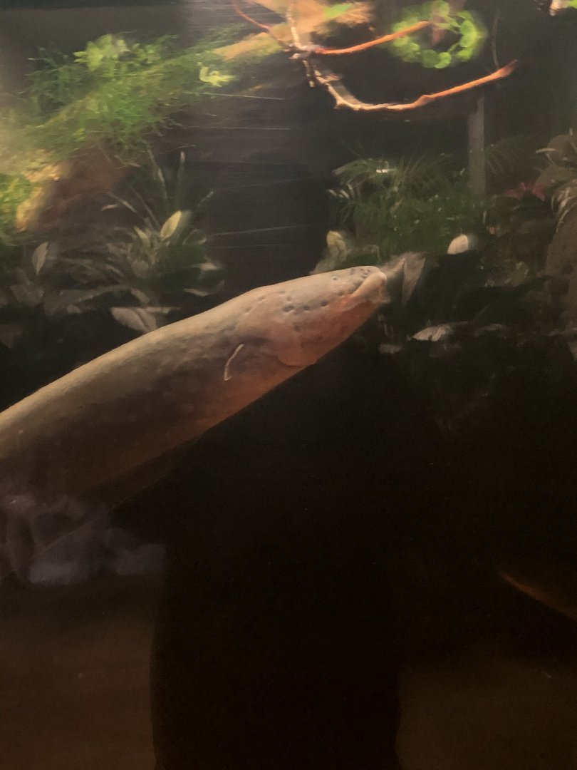 Electric Eel