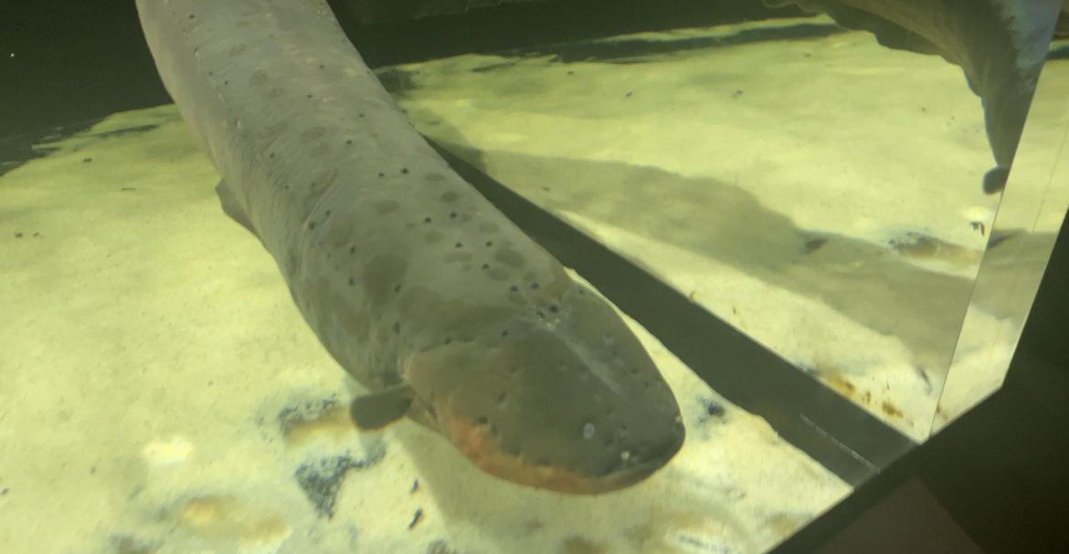 Electric eel
