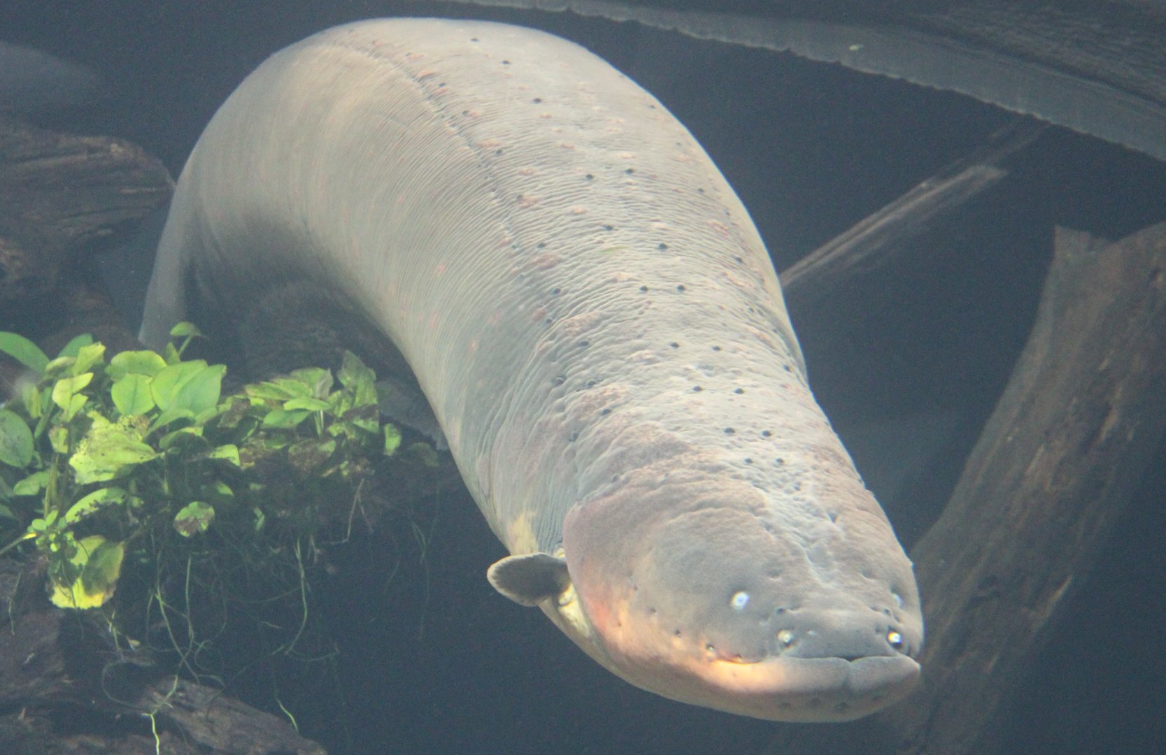 Electric eel
