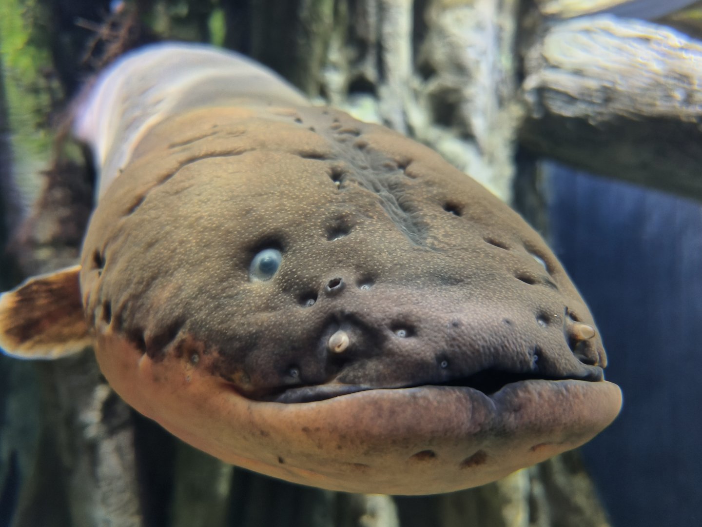 Electric Eel