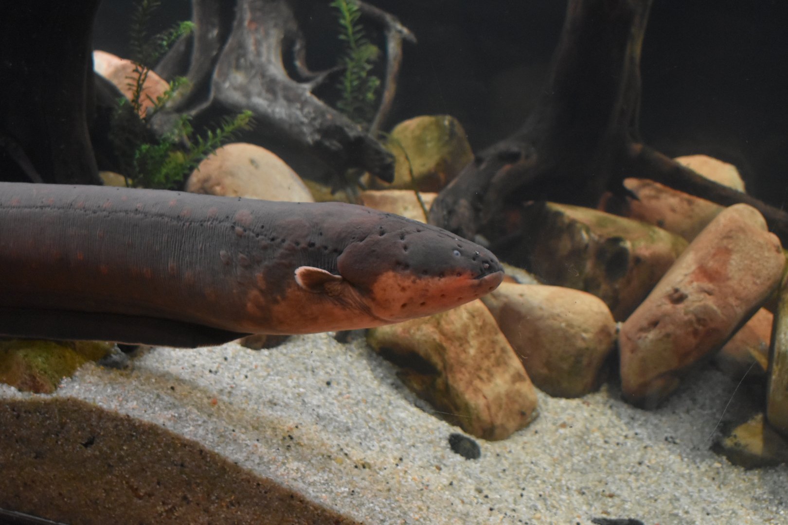 Electric Eel