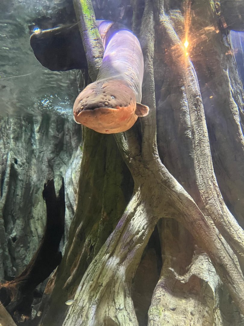 Electric Eel