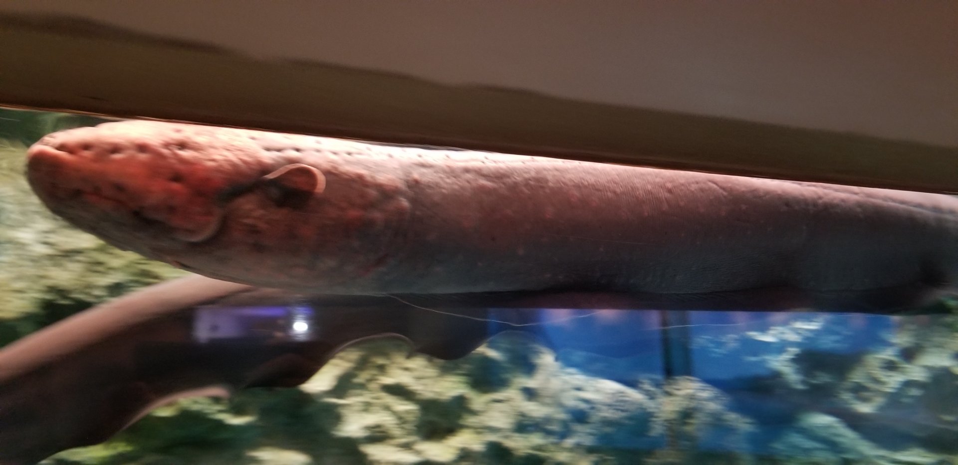 Electric Eel