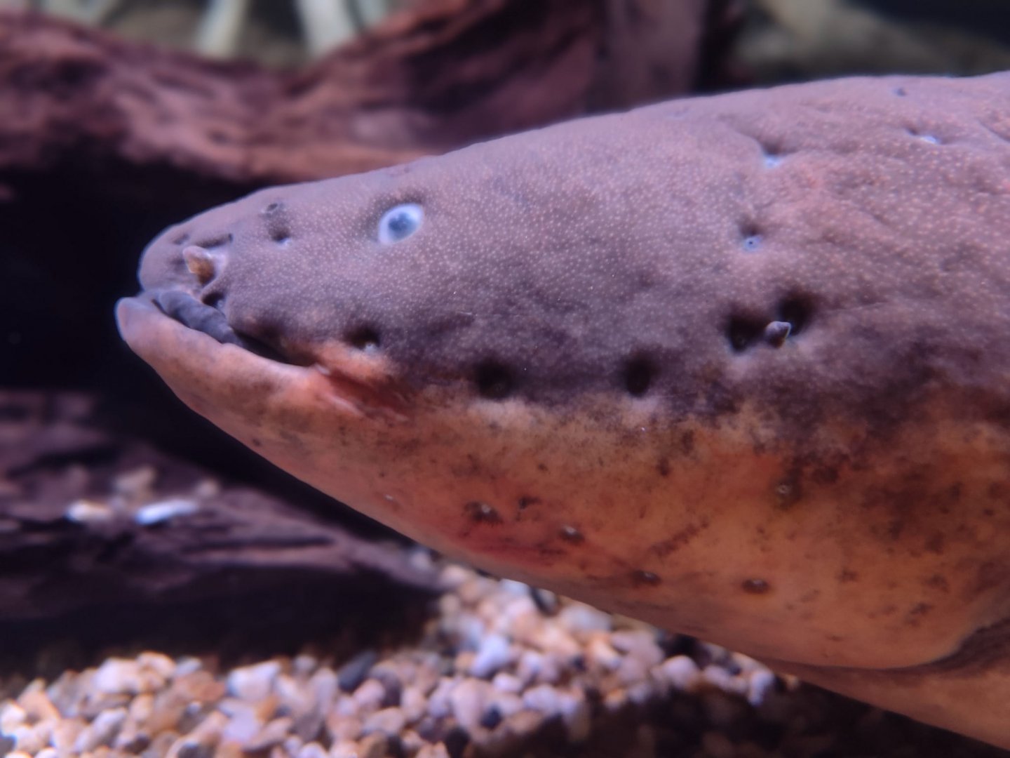 Electric eel