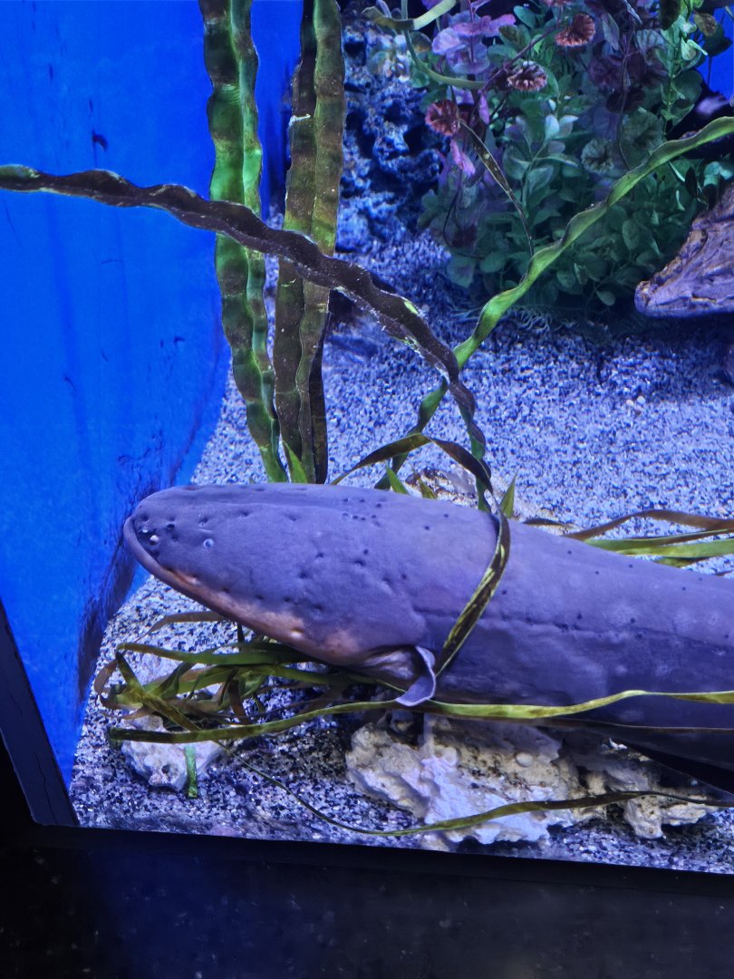 Electric eel