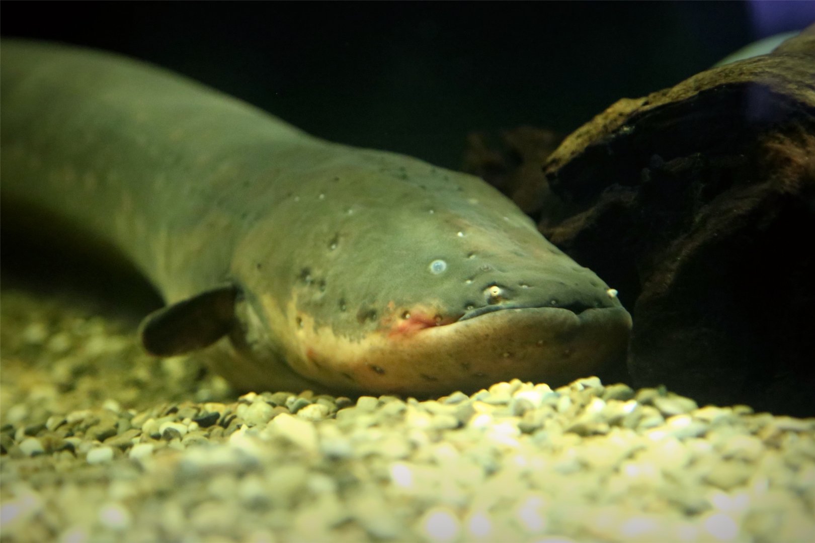 Electric Eel