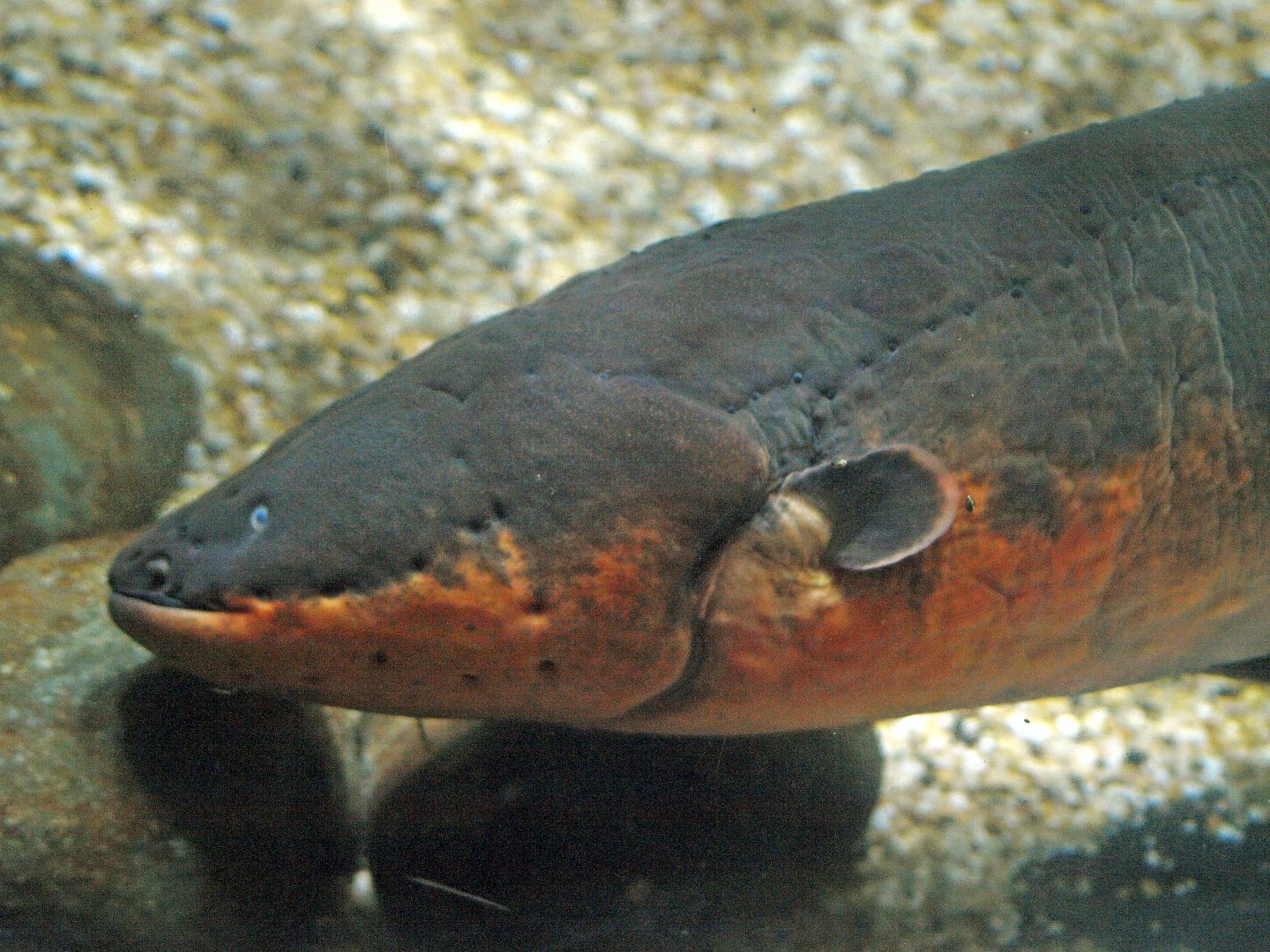 Electric eel