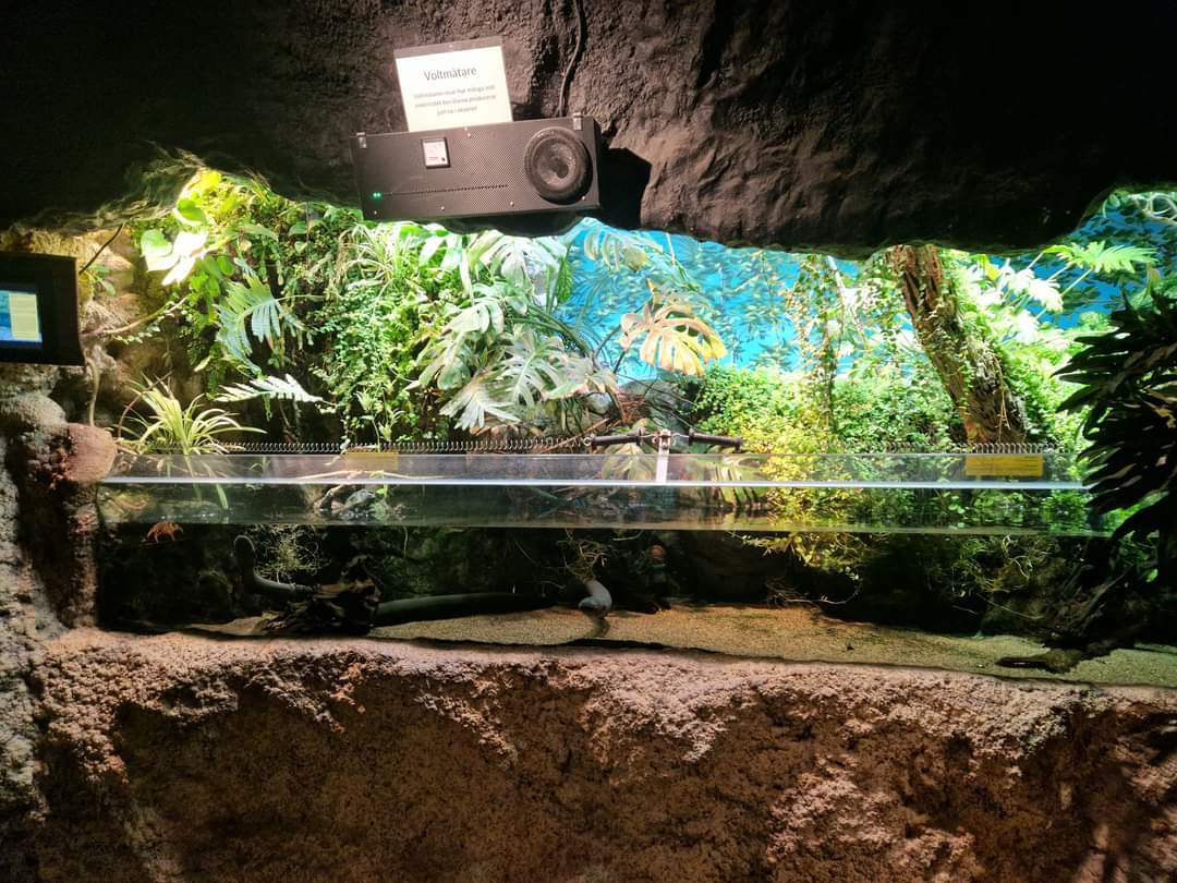 Electric Eels exhibit