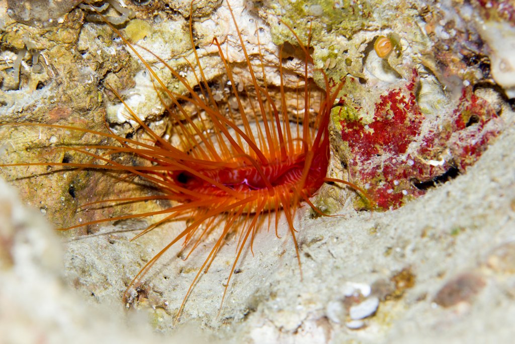 Electric File Clam (aka Disco Clam)