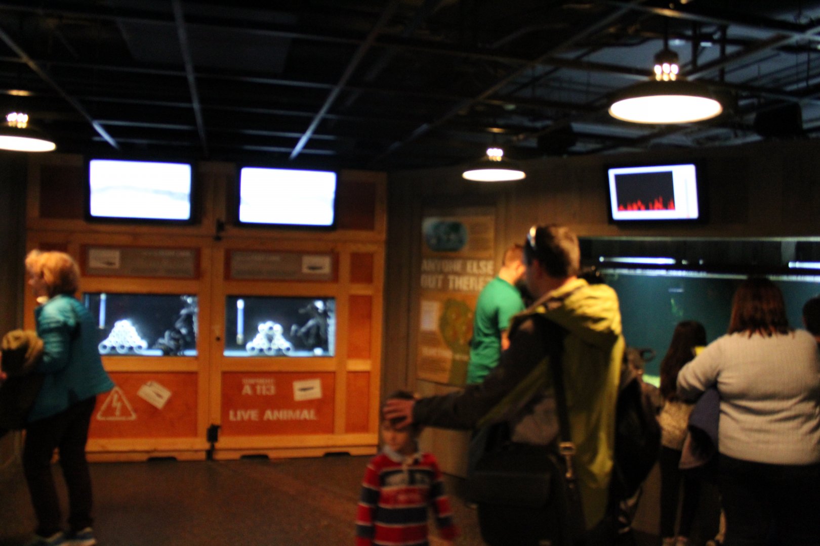 Electric Fishes exhibit