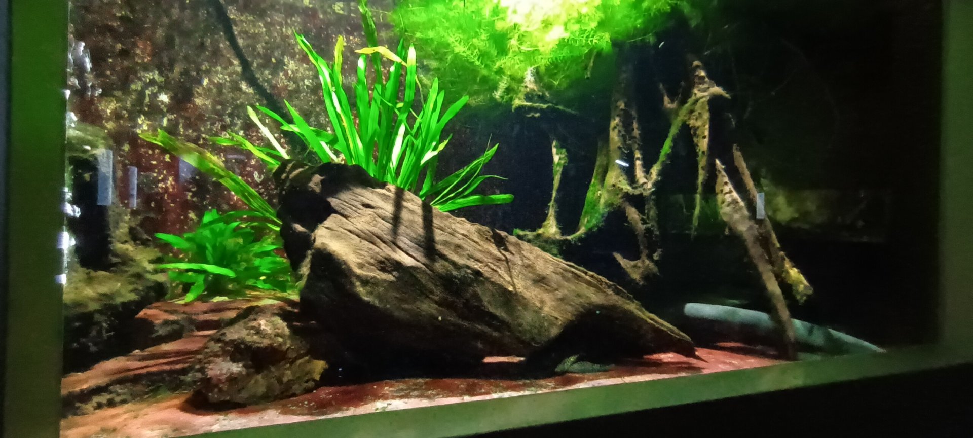 Electric Fishes Tank