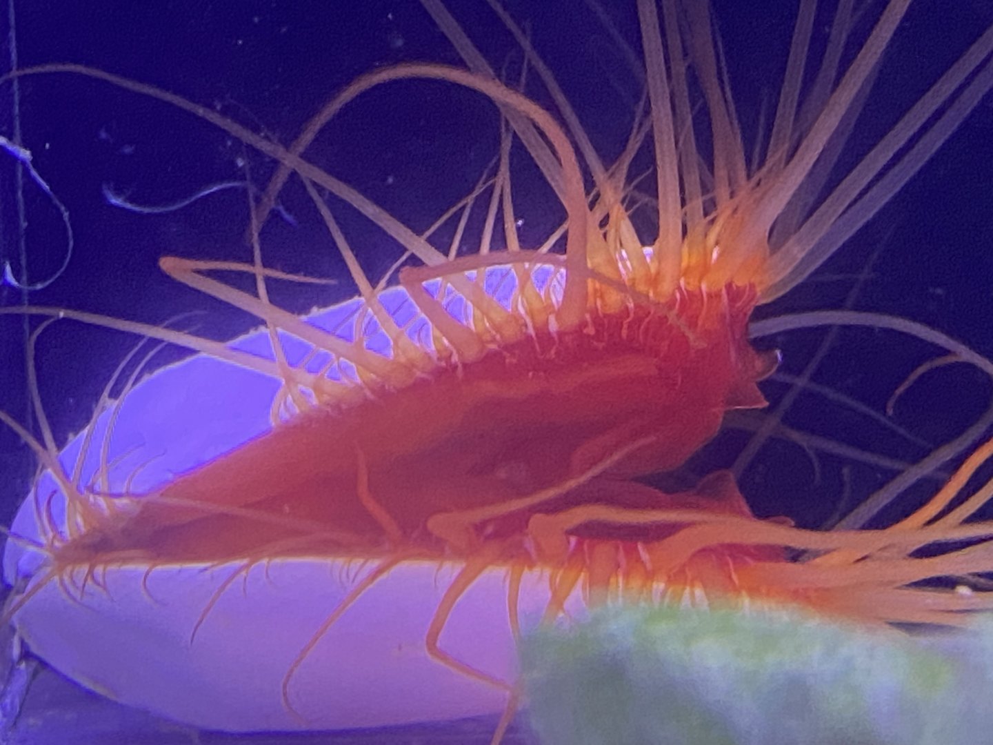 Electric flame scallop