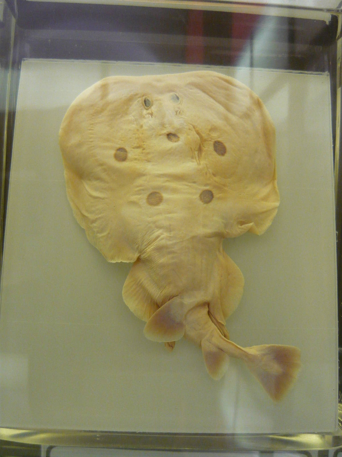 Electric ray wet specimen
