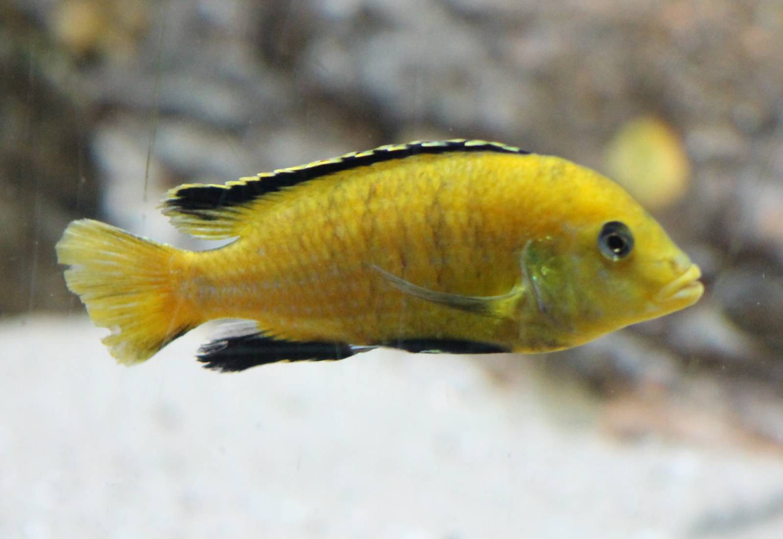 Electric yellow chiclid