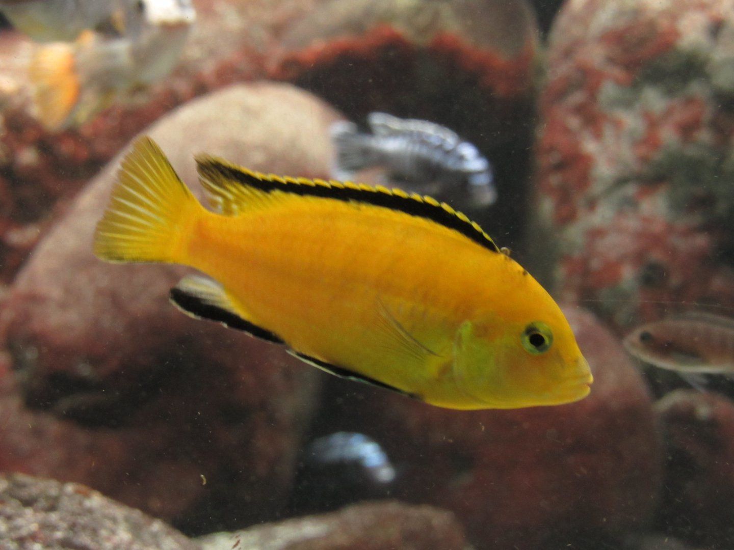 Electric Yellow Cichlid at Shedd Aquarium