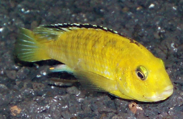 Electric Yellow (Labidochromis caeruleus)