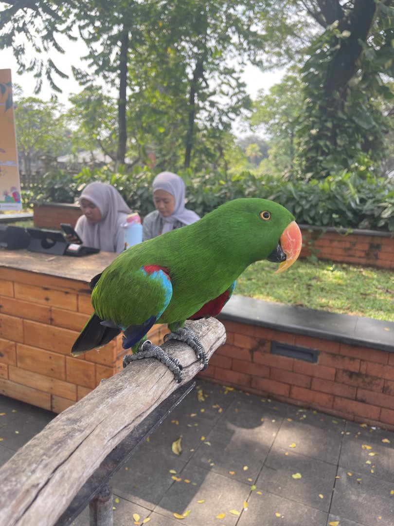 electus parrot (electus polychloros)