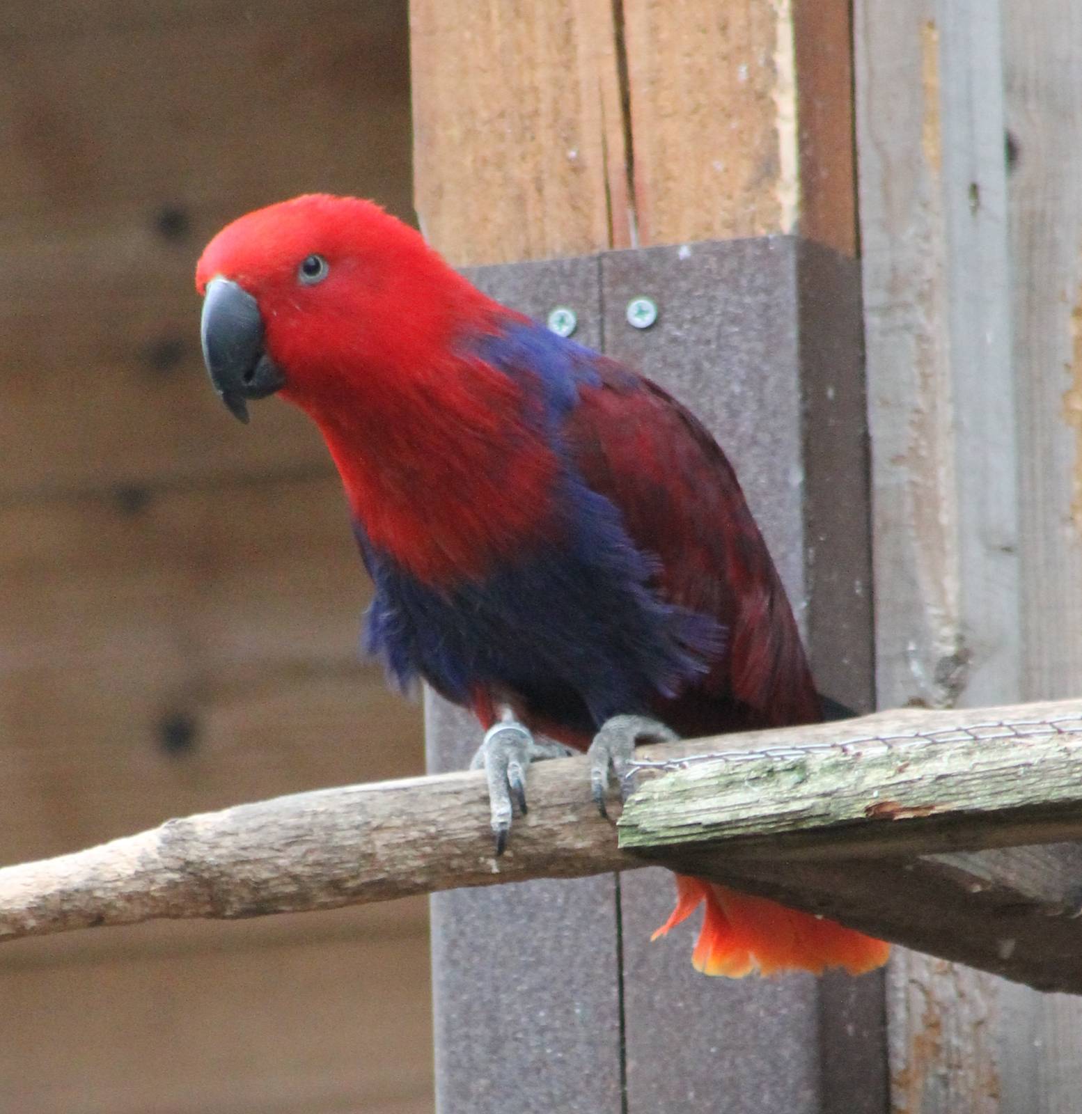 Electus parrot female