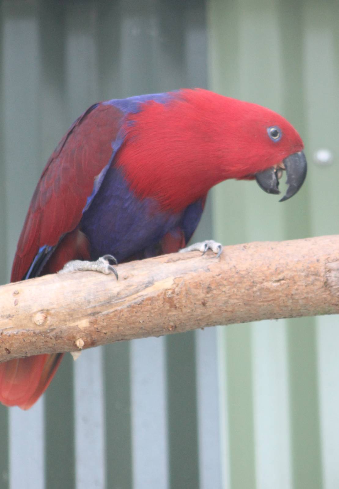 Electus parrot female