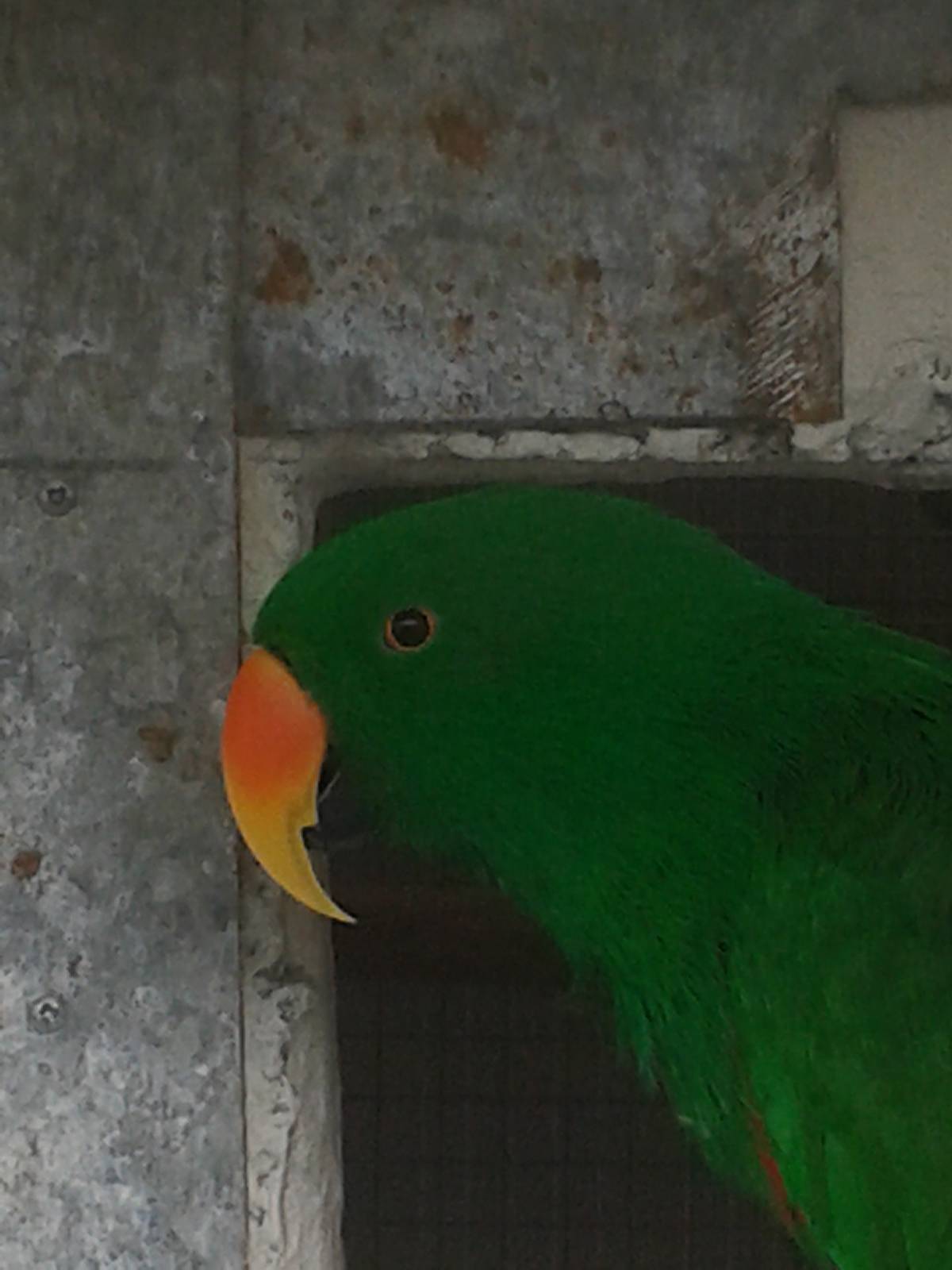 electus parrot male