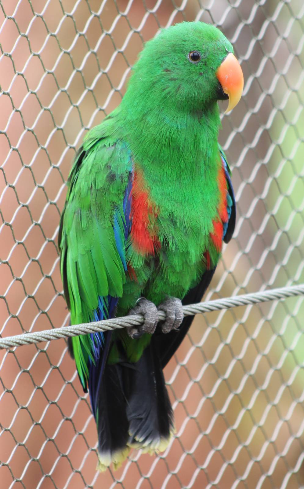 electus parrot male