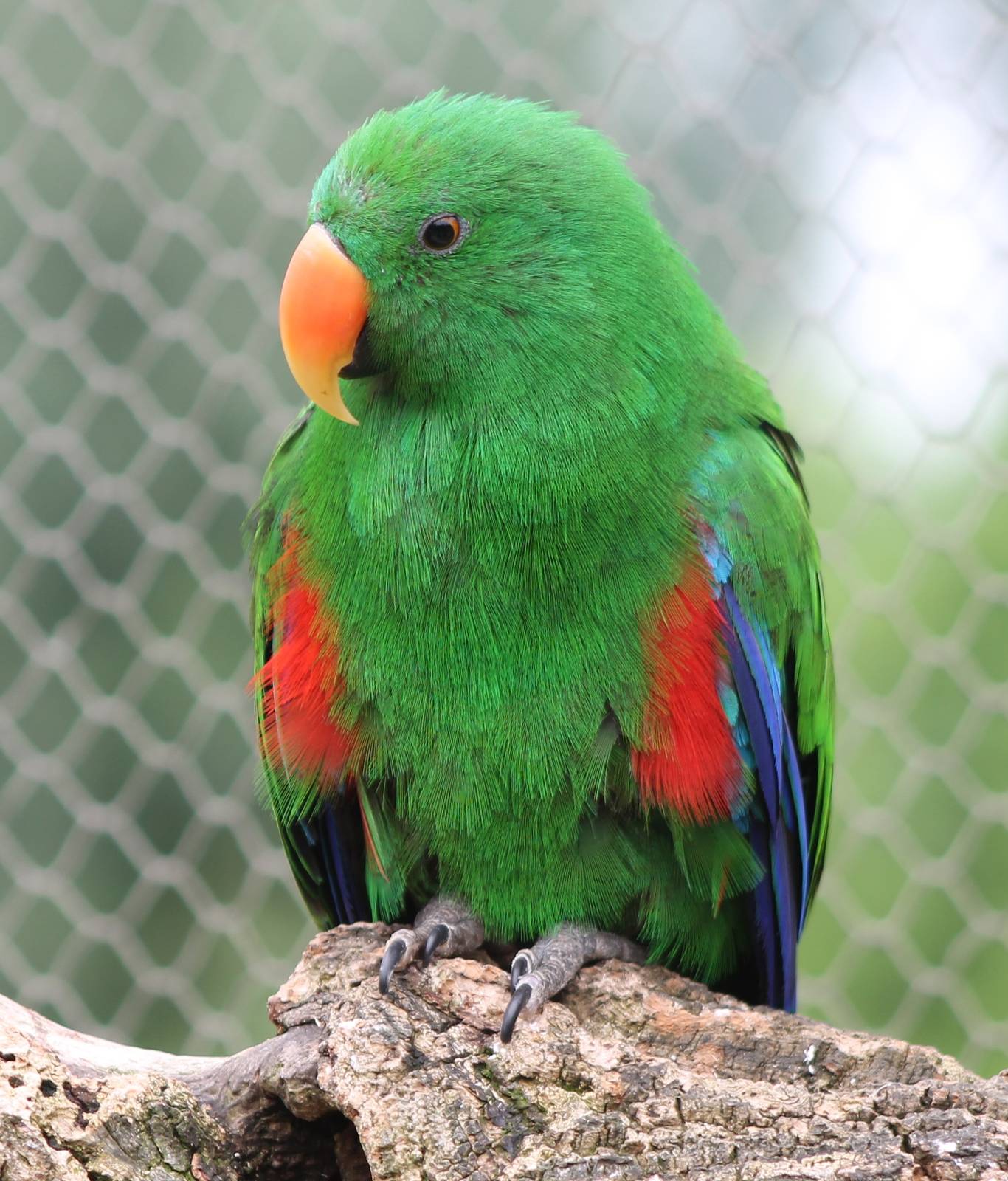 Electus parrot male