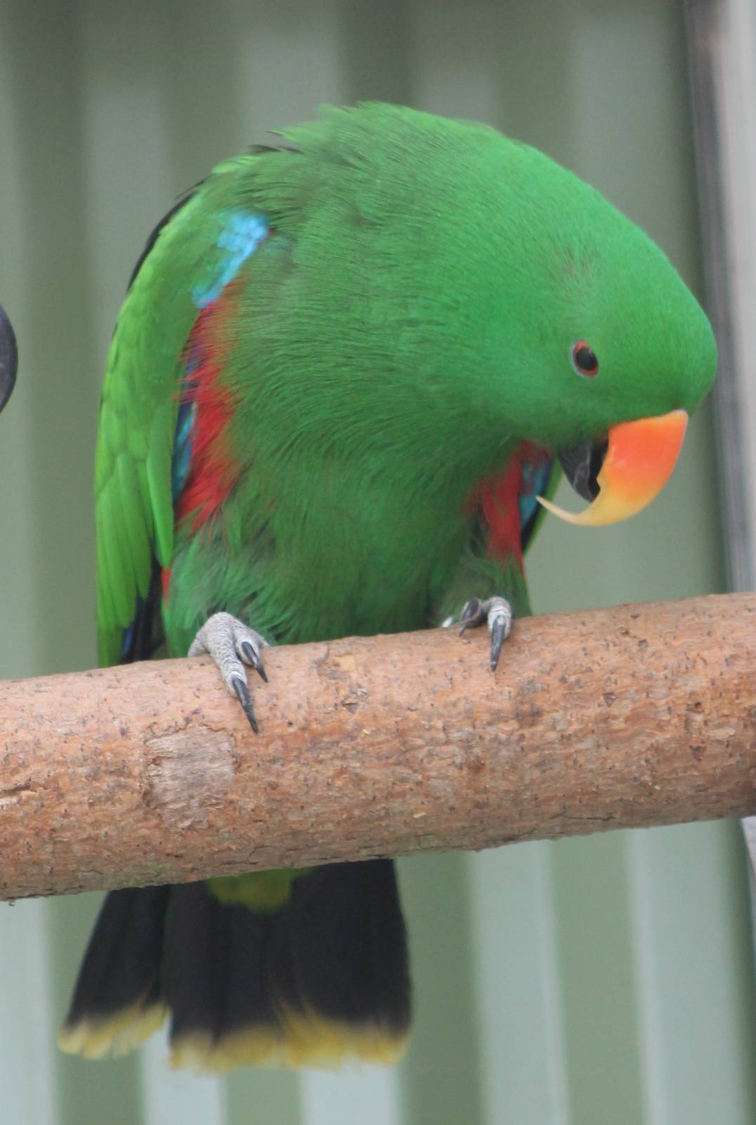 Electus parrot male
