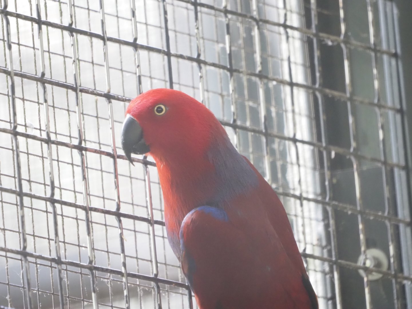 Electus parrot