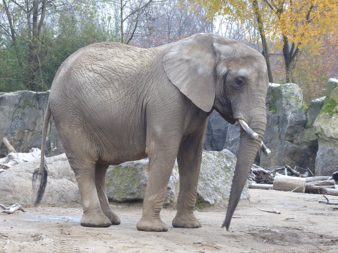 Elefantenhaus - African elephant 011219