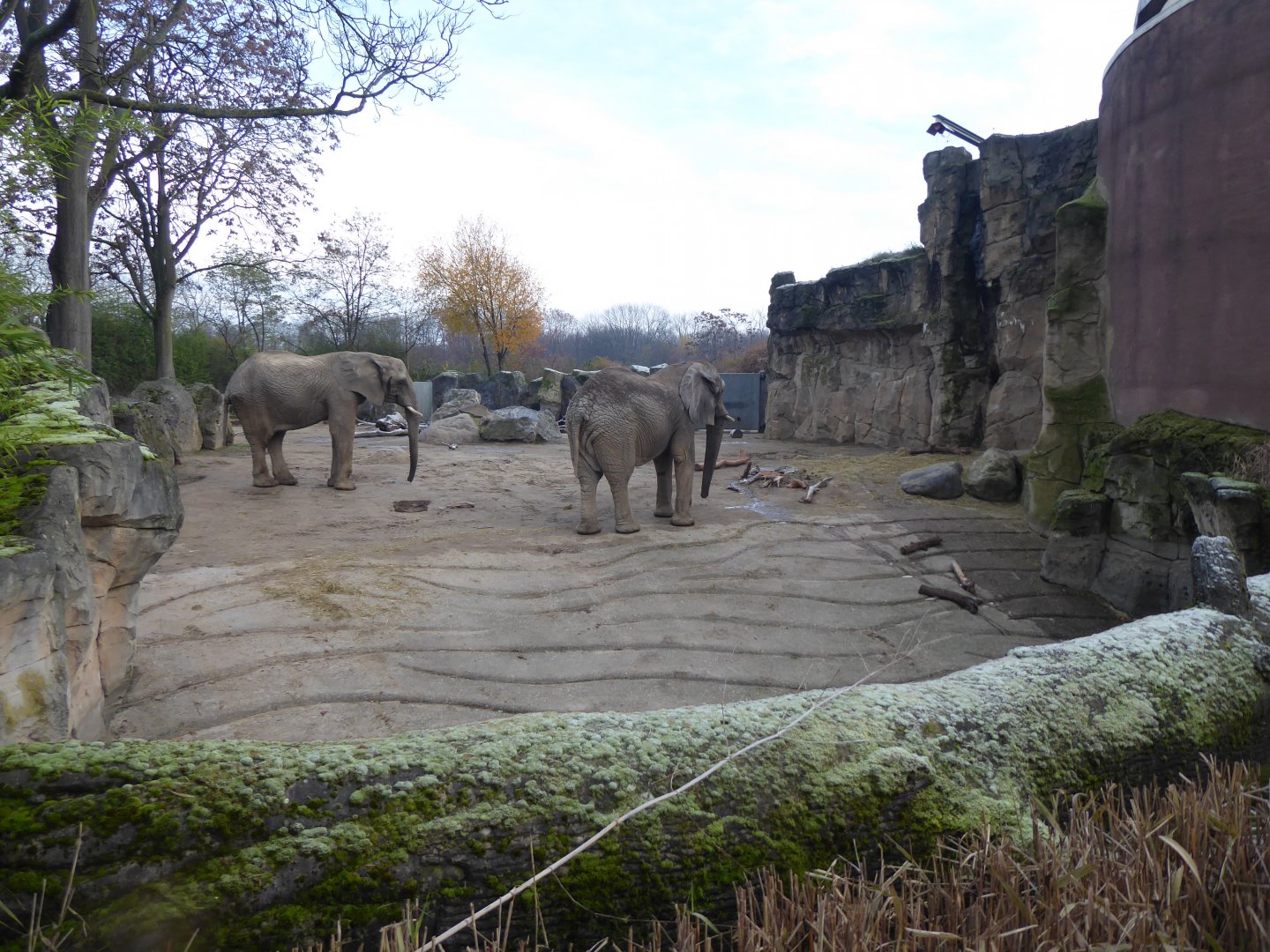 Elefantenhaus section of outdoors 011219