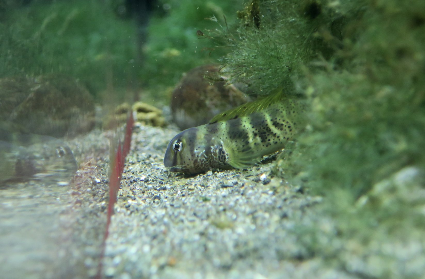 Elegant Blenny (Omobranchus elegans)