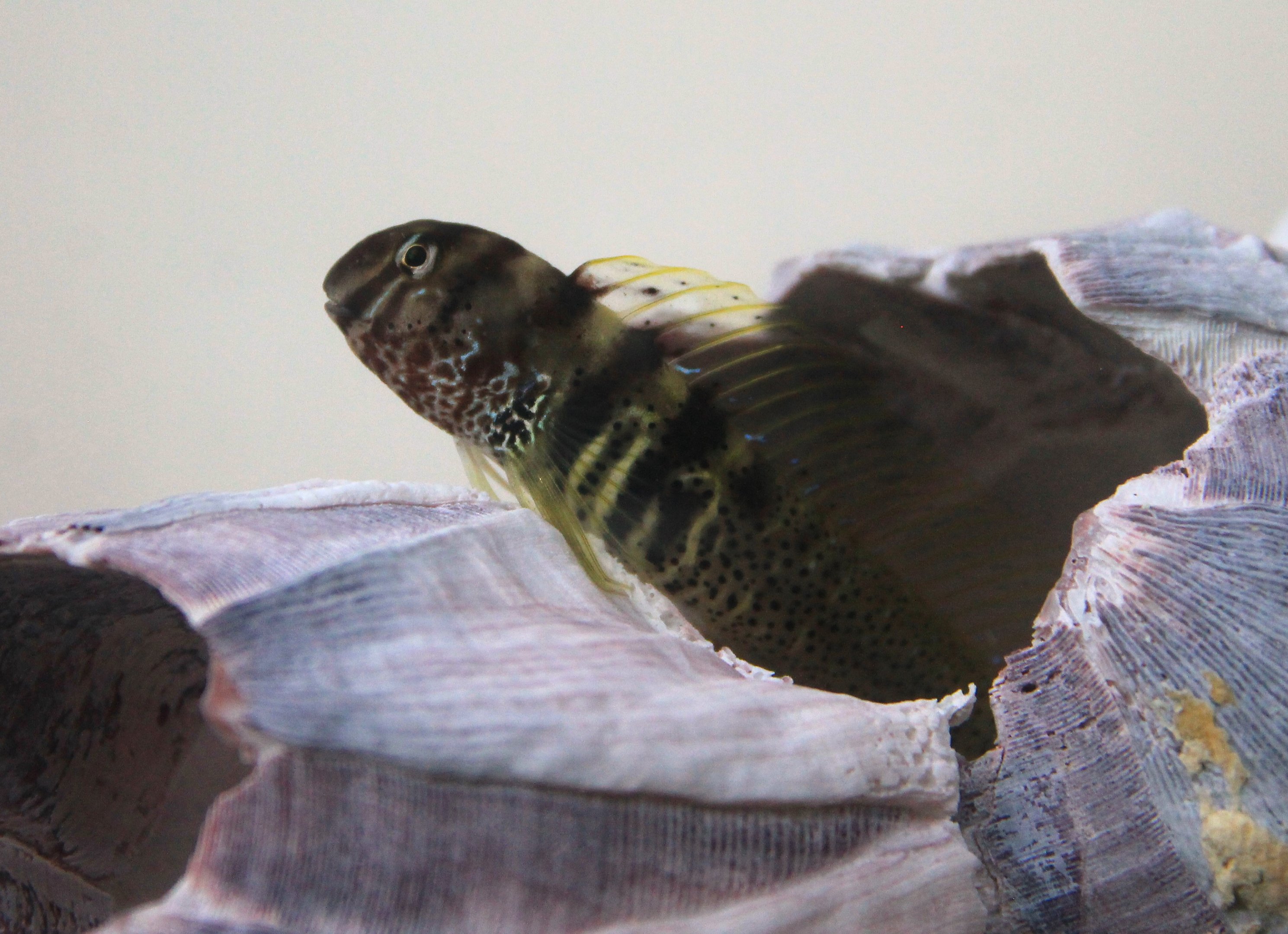 Elegant Blenny (Omobranchus elegans)