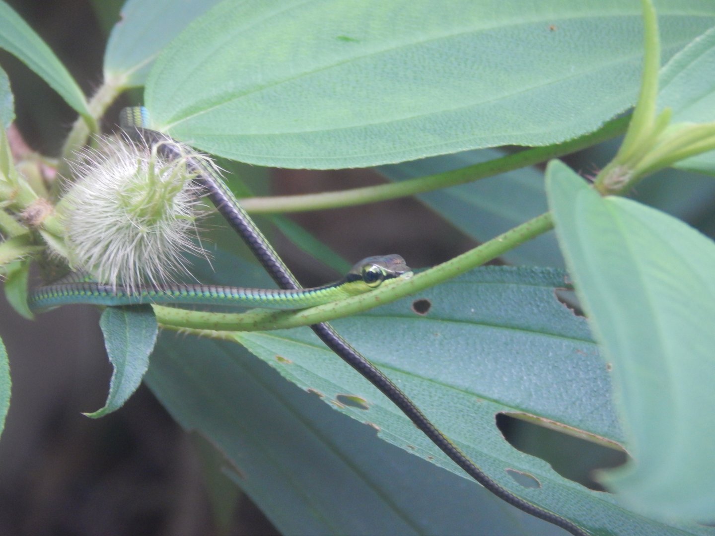 Elegant Bronzeback (Dendrelaphis formosus)