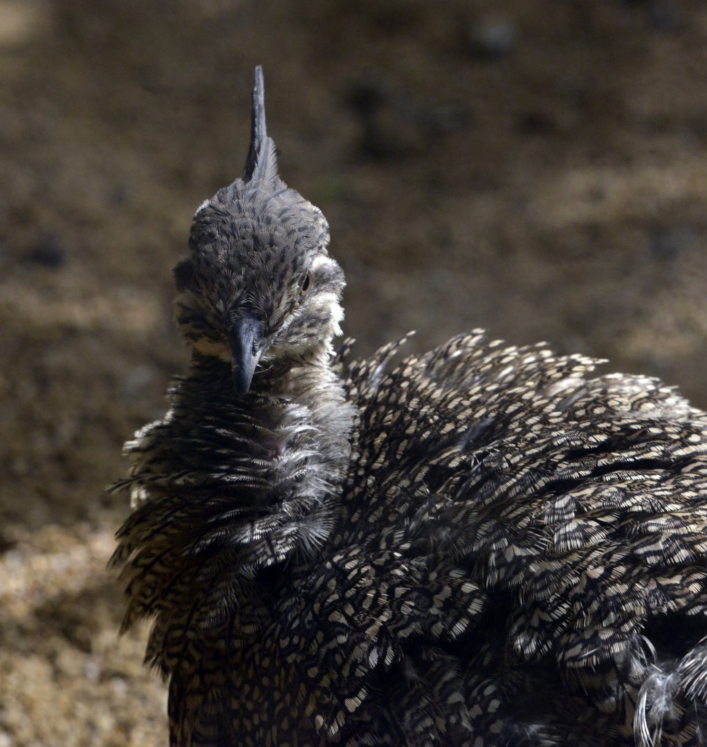 Elegant crested tinamoa