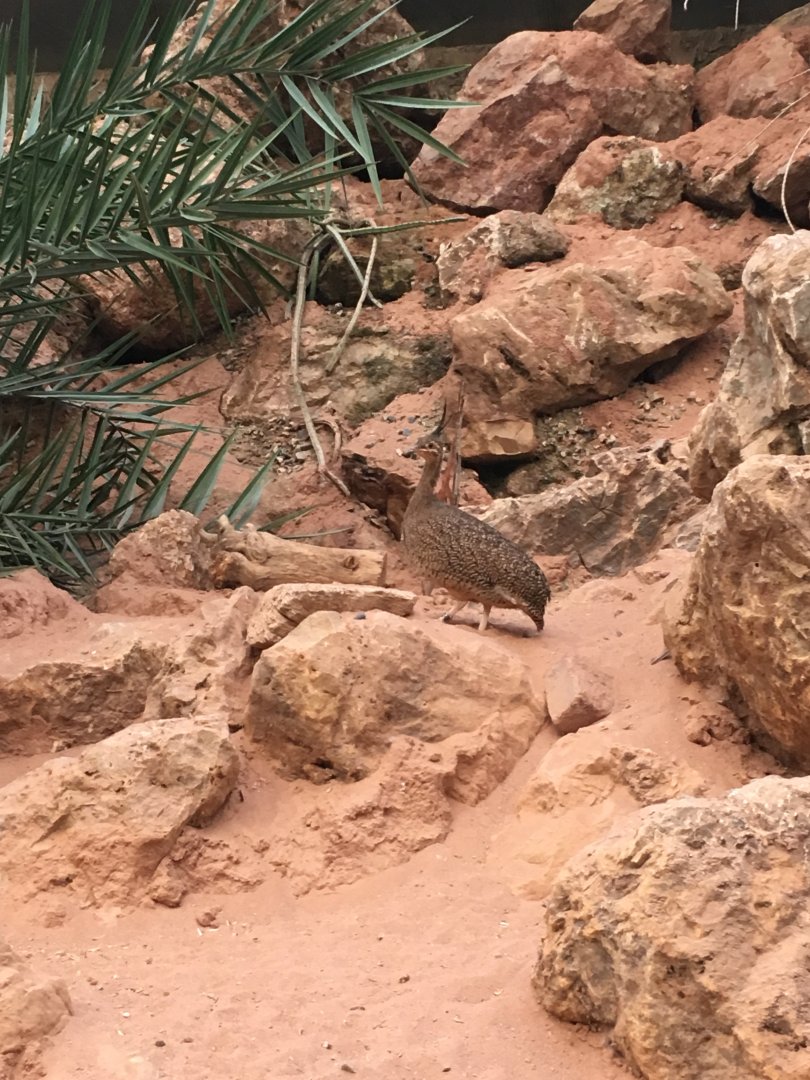 Elegant crested tinamou 060917
