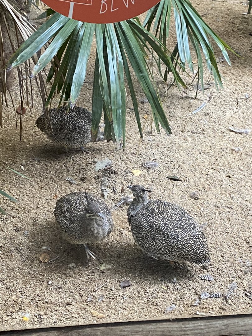 Elegant crested tinamou 110920