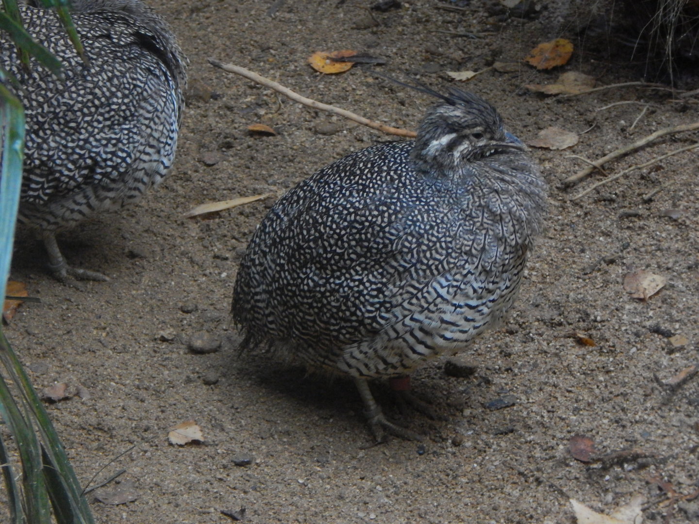 Elegant crested tinamou 221022