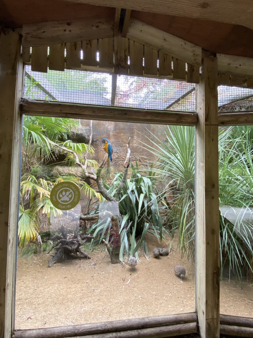 Elegant crested tinamou and Blue-throated macaw exhibit 110920