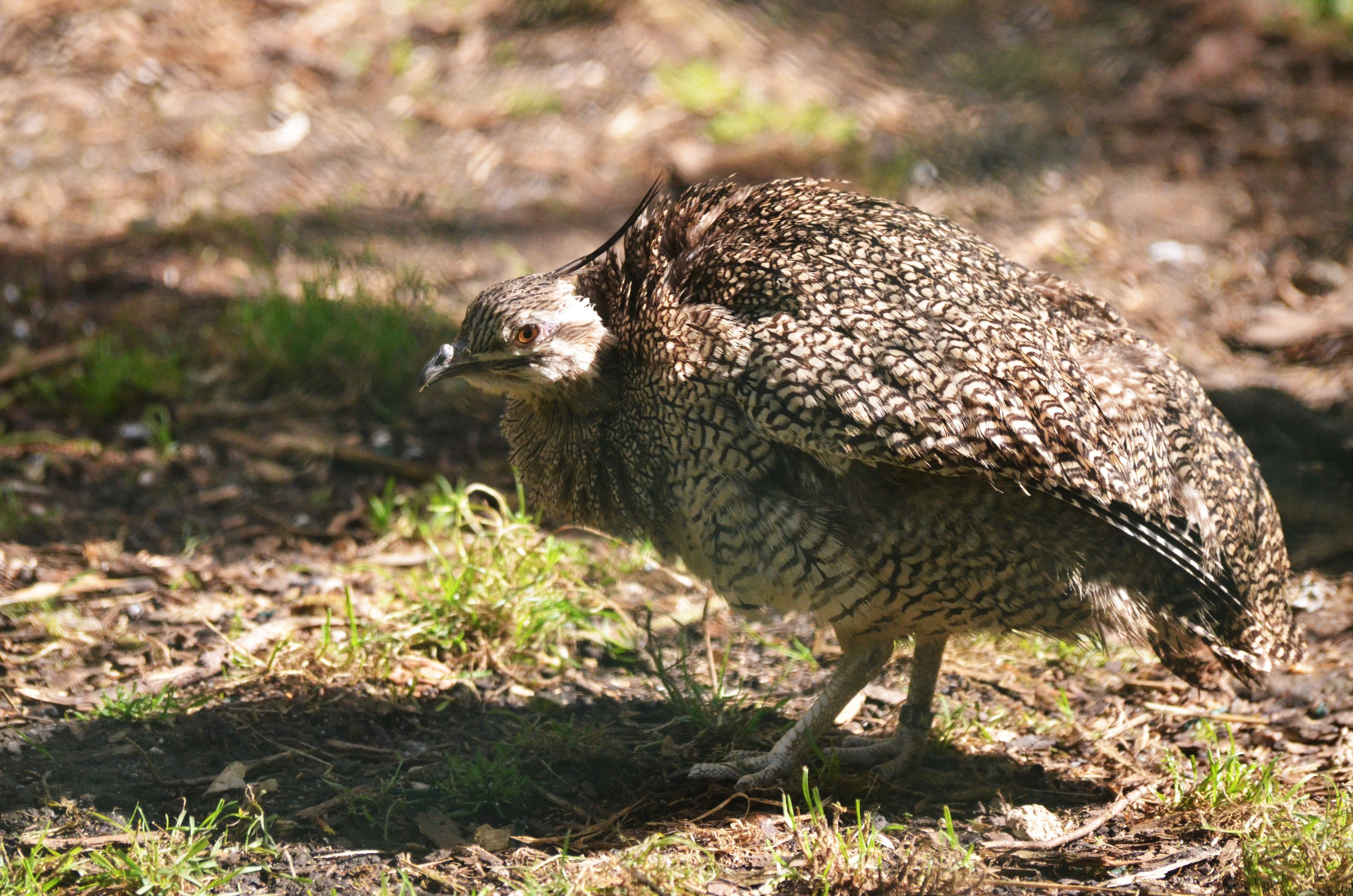 Elegant Crested Tinamou at Beauval, 12/06/18