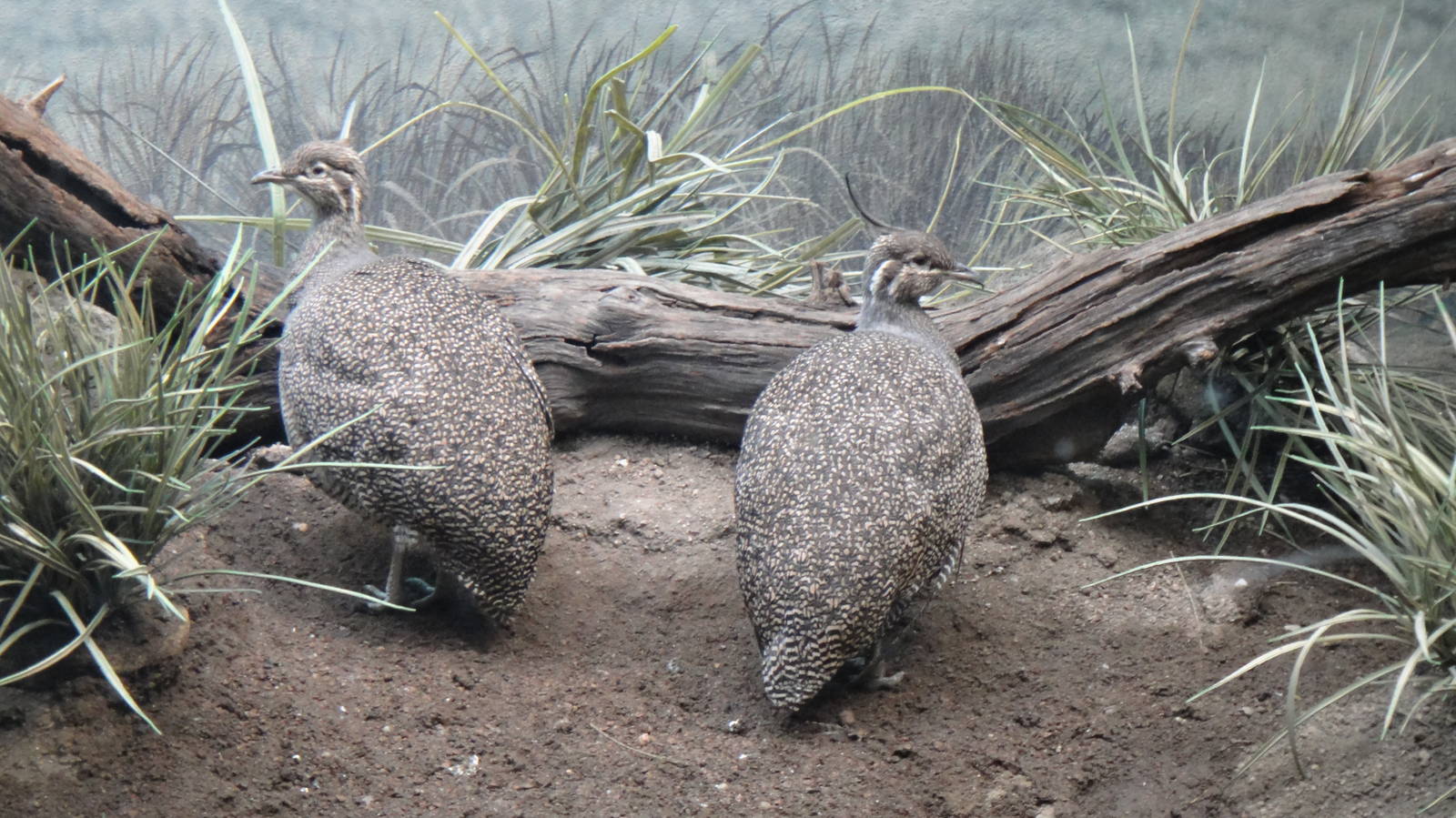 Elegant crested tinamou at Bronx zoo 2014-12-27