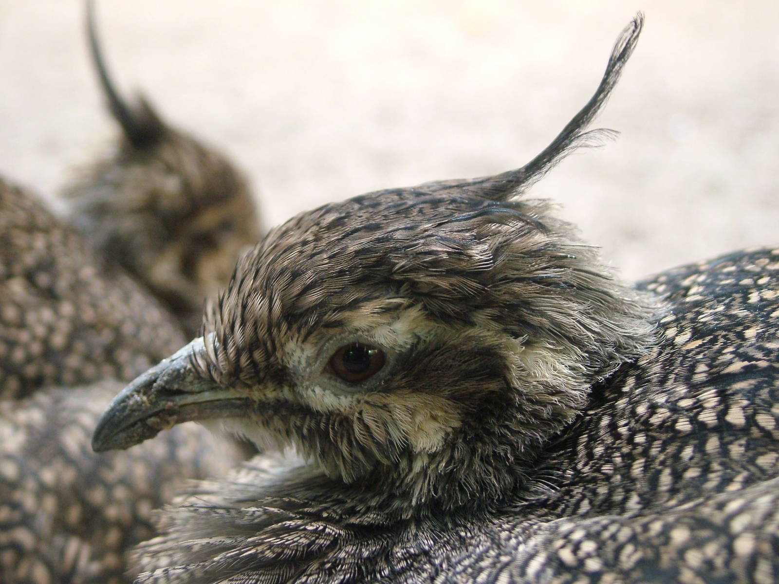 Elegant Crested Tinamou at Frankfurt 31/08/10
