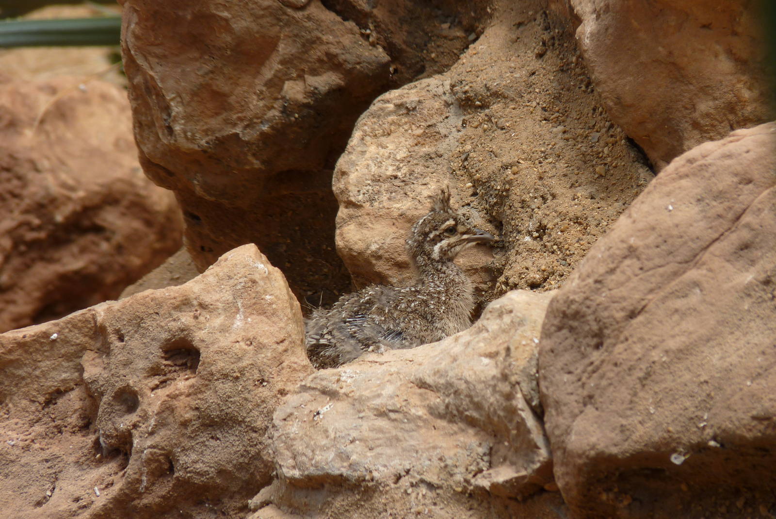 Elegant crested tinamou chick, 10 June 2015