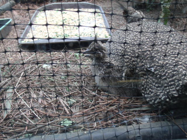 Elegant Crested Tinamou Chicks