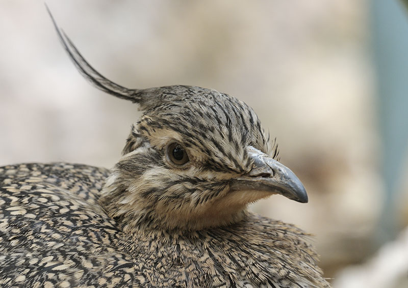 Elegant crested tinamou close-up
