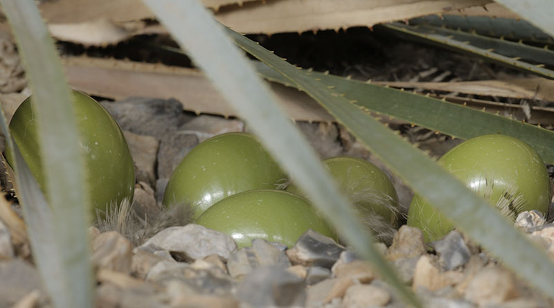 Elegant crested tinamou clutch