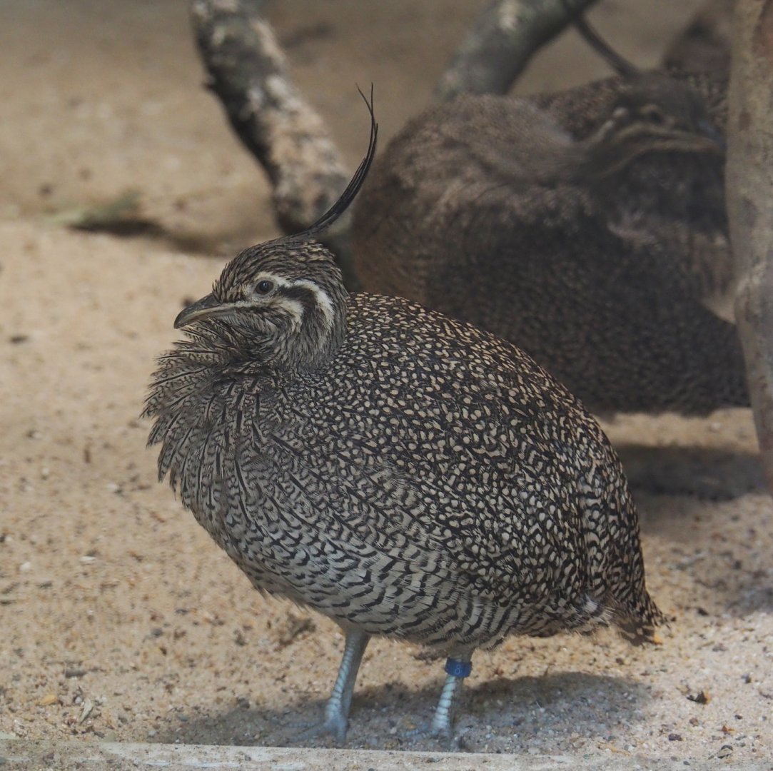 Elegant crested tinamou (Eudromia elegans), 2021-07-17